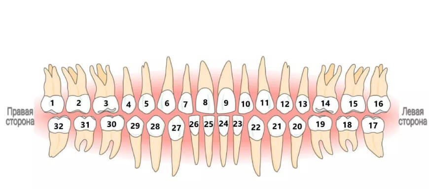 numeracziya-zubov-v-stomatologii-1