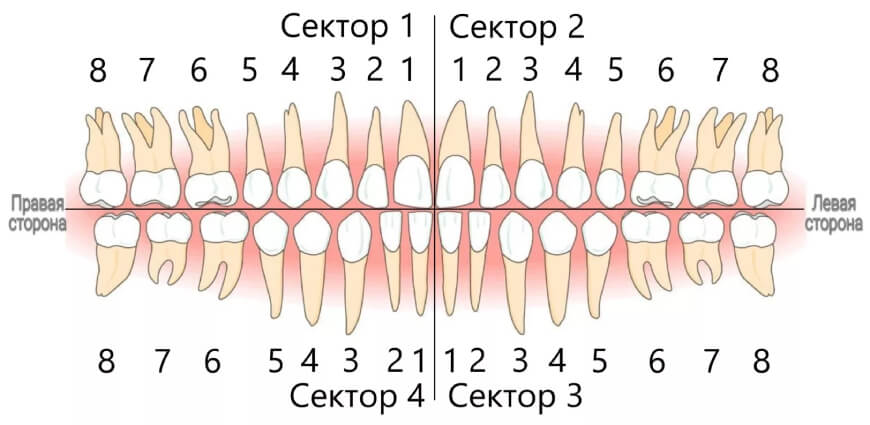 numeracziya-zubov-v-stomatologii-2