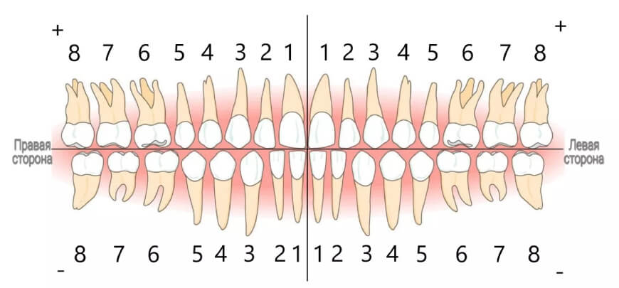 numeracziya-zubov-v-stomatologii-3